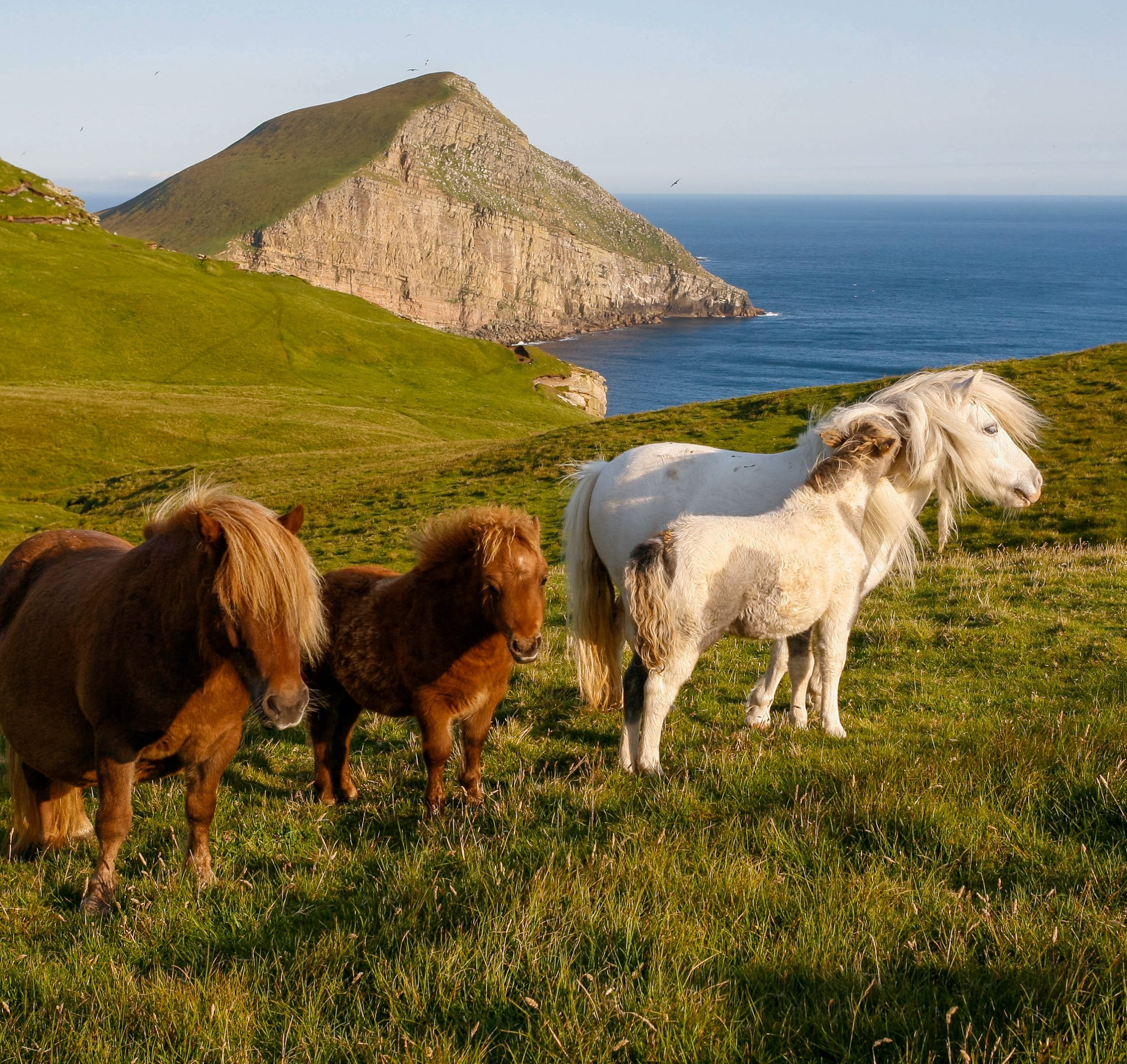 schottland 