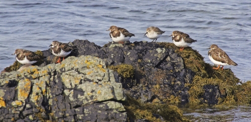 UNESCO Biosphere Isle of Man