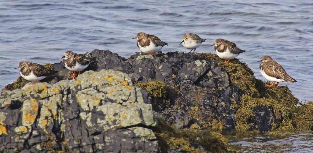 UNESCO Biosphere Isle of Man