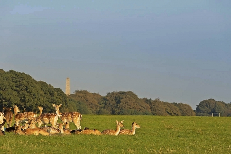 The Phoenix Park Dublin
