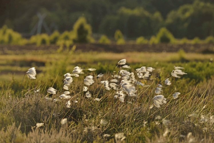 Lullymore Heritage & Discovery Park Kildare