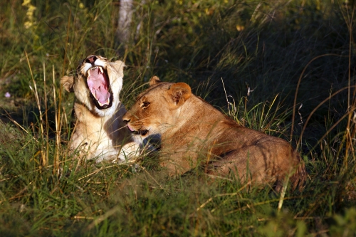 The Big Cat Sanctuary