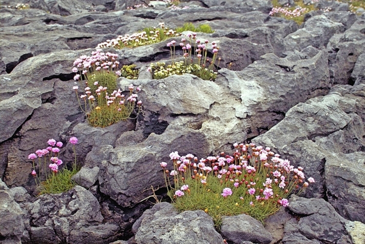 Burren National Park