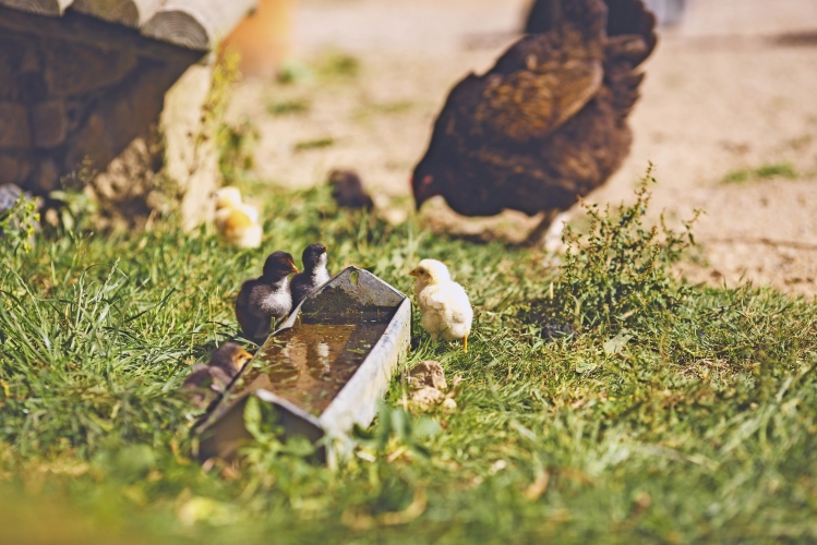 Hamptonne Country Life Museum