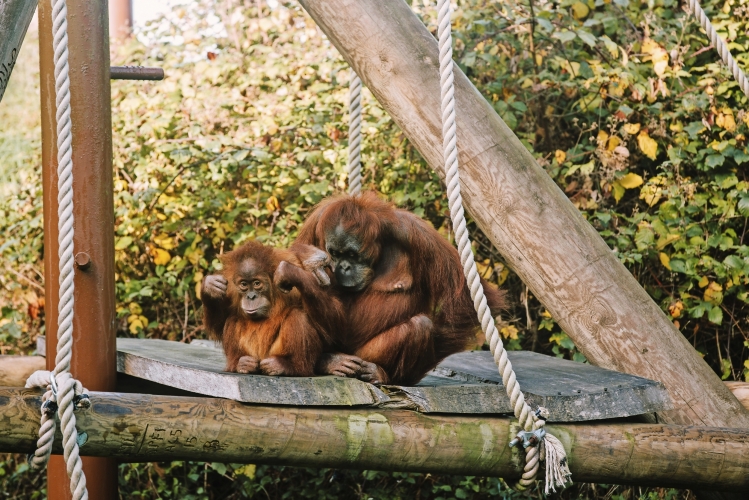 Jersey Zoo Durrell Wildlife Park