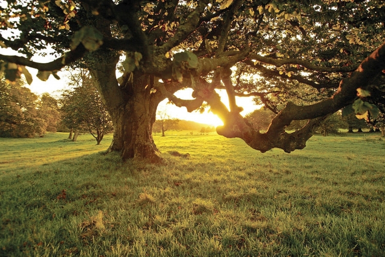 Castlewellan Forest Park Co Down