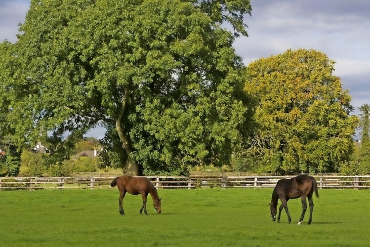 Irish National Stud & Gardens