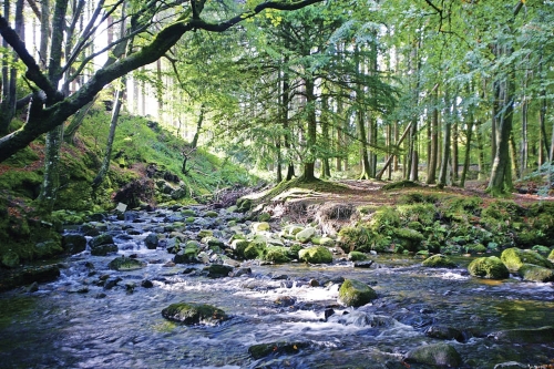 Tollymore Forest Park Co Down