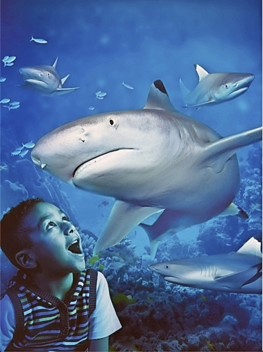 National Sea Life Centre Bray