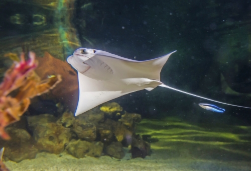 National Sea Life Centre Bray