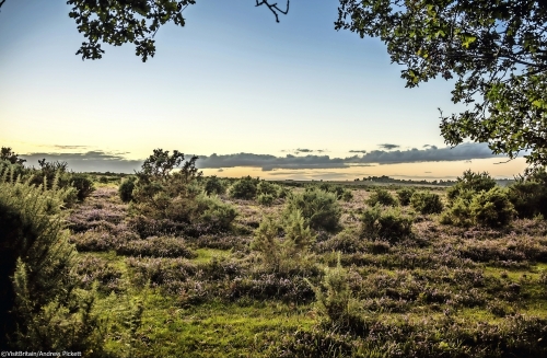 New Forest Nationalpark