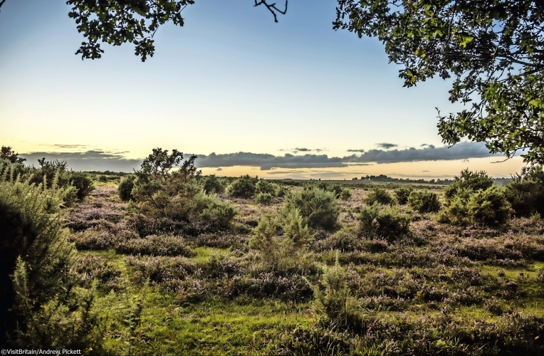 New Forest Nationalpark