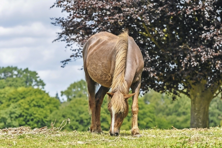 New Forest Nationalpark