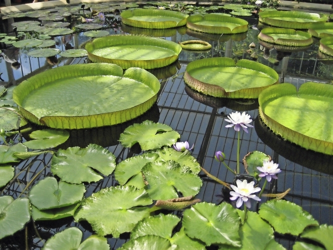 Royal Botanic Garden Kew