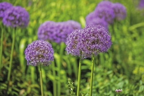 Botanischer Garten der University of Leicester