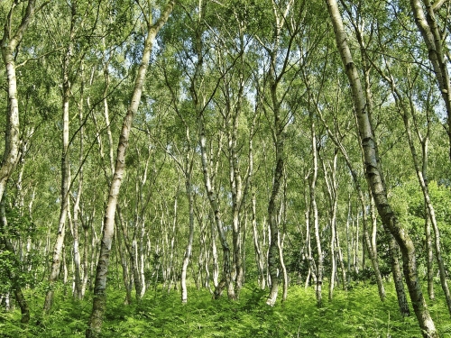 Sherwood Forest