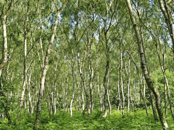 Sherwood Forest
