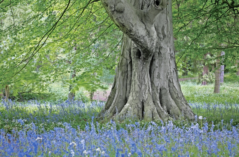 Thorp Perrow Arboretum