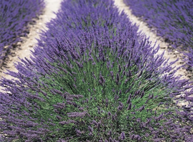 Jersey Lavender Farm
