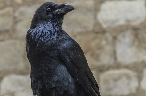 Raben im Tower of London England