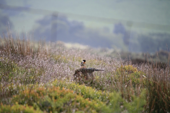 Wanderreise Shropshire Hills