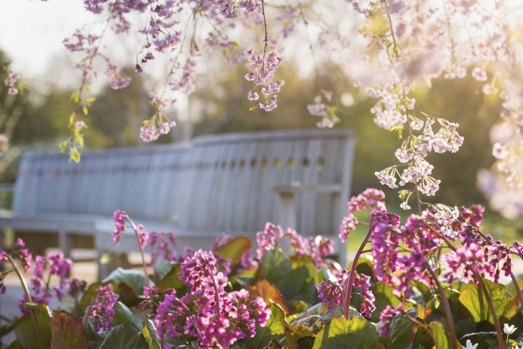 RHS Wisley Garden England