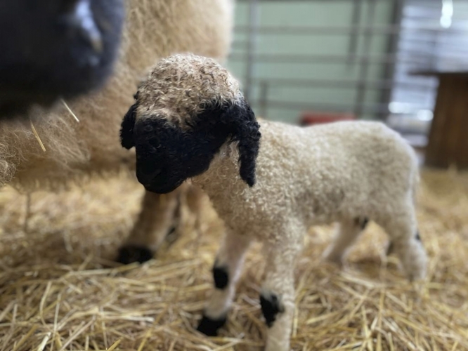 Folly Farm Pembrokeshire