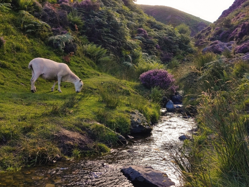 Wanderreise im Herzen der Shropshire Hills