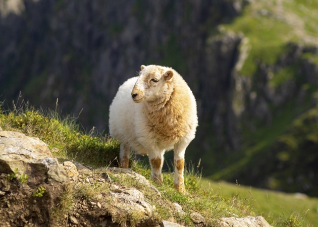 Autoreise The Wales Way