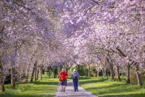 Birr Castle Demesne Offaly