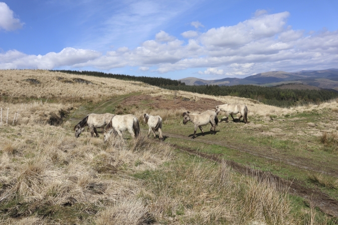 Wanderreise Meirionnydd Coast Path