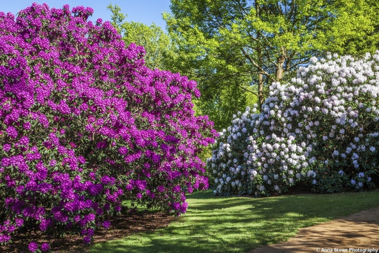 Bowood House & Gardens, Wiltshire, England