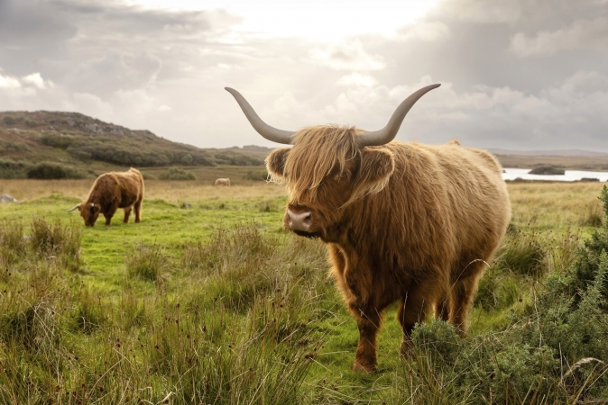 Schottische Insel Highlights