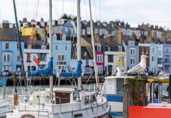 Möwe sitzt im Vordergrund, im Hintergrund der Hafen von Weymouth mit bunten Häusern und Booten.