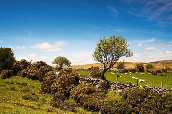 Landschaft mit grünen Wiesen, Schafen und Bäumen unter blauem Himmel.