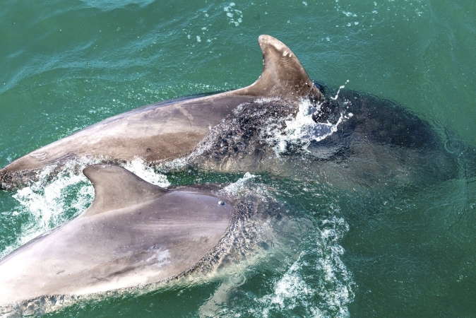 Wanderreise Ceredigion Coast Path