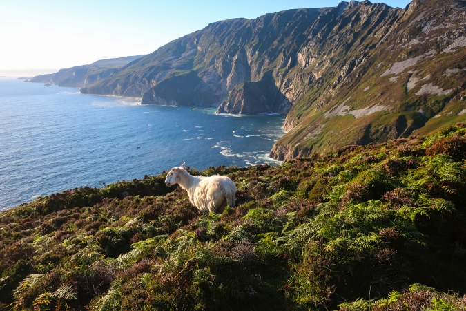 Schaf auf einer grünen Klippe mit Blick aufs Meer und eine felsige Küstenlandschaft.