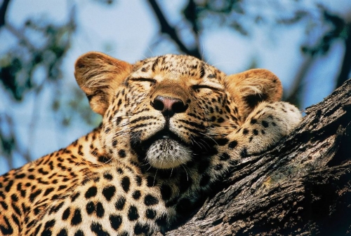 The Big Cat Sanctuary