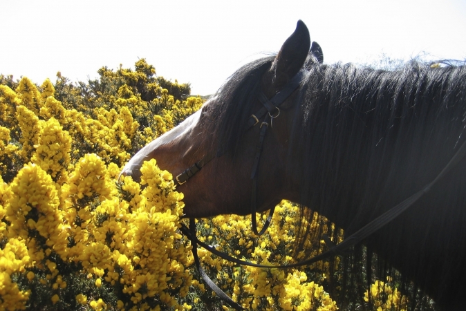 Reiturlaub in Clare, Irland