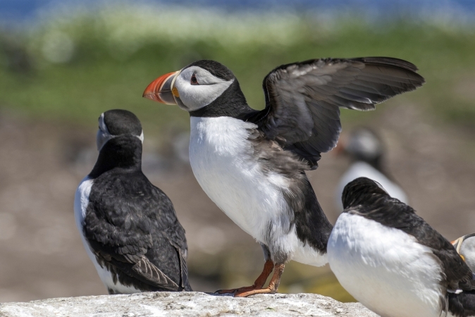 Puffins Northumberland, England