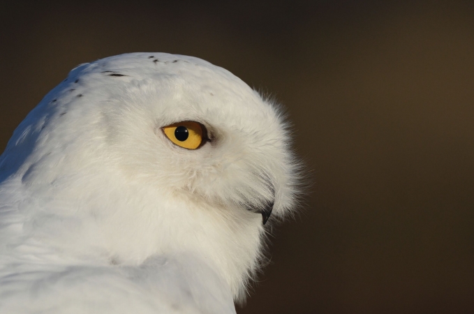 Birds, of Prey Centre, Aillwee Burren Experience, Co Clare, Ireland