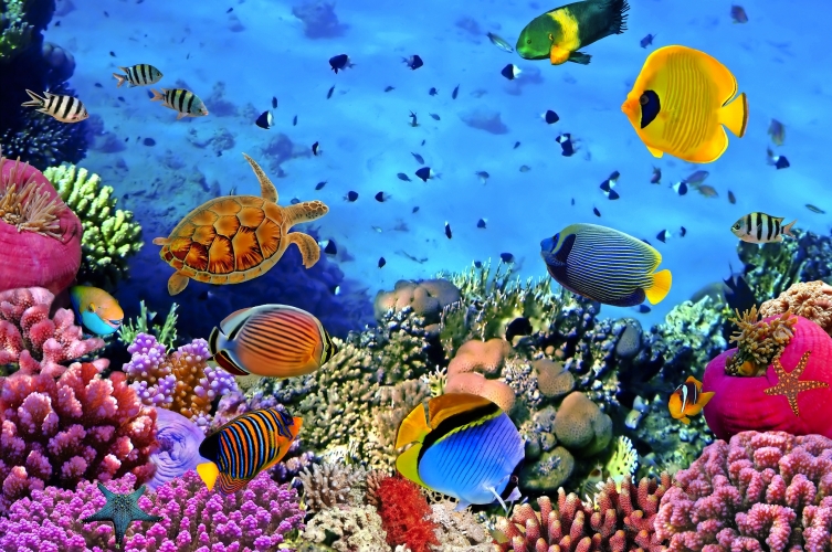 Sea Life London Aquarium