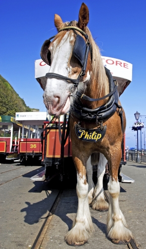 Home of Rest for old Horses isle of Man