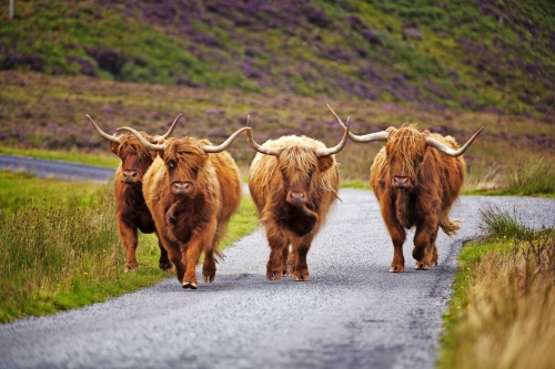 Highland Cattle