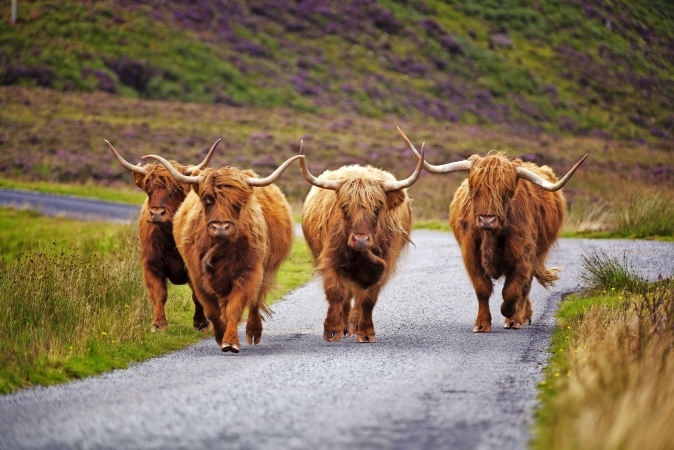 Highland Cattle