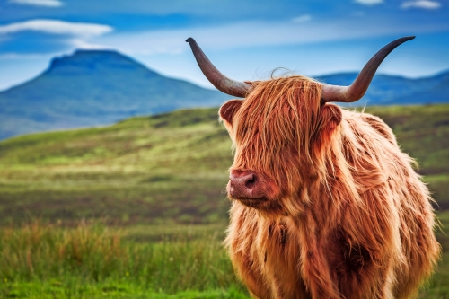 Armadale Castle & Museum of the Isles
