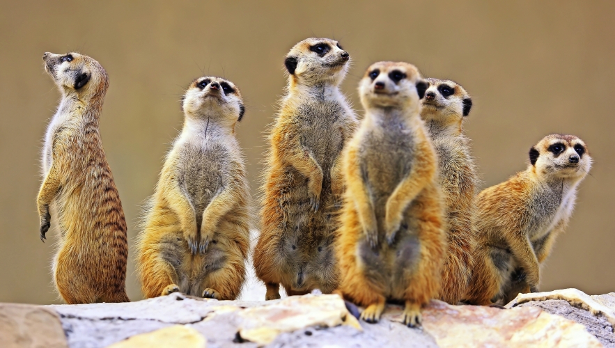 Drayton Manor Theme Park & Zoo