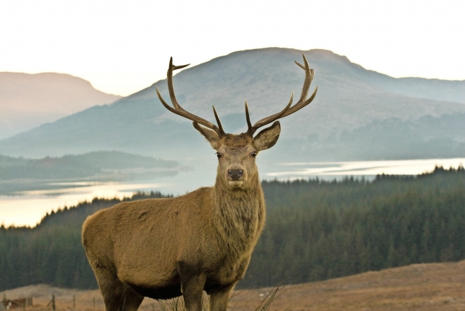 HIrsch im schottischen Hochland